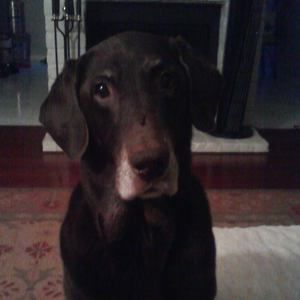 Meet your Posher, Steve